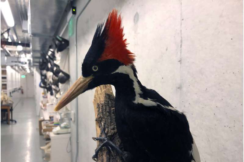 Videos show purported ivory-billed woodpeckers as US moves toward extinction decision
