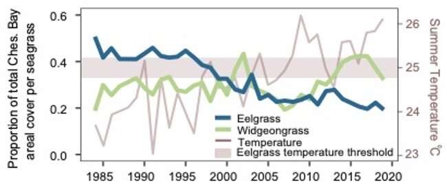 VIMS study reveals widgeongrass has replaced eelgrass as the dominant seagrass species in Chesapeake Bay