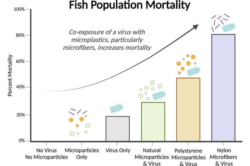 Virus plus microplastics equal double whammy for fish health