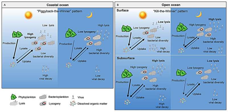 Viruses as important factors driving the diel dynamics of marine bacterioplankton
