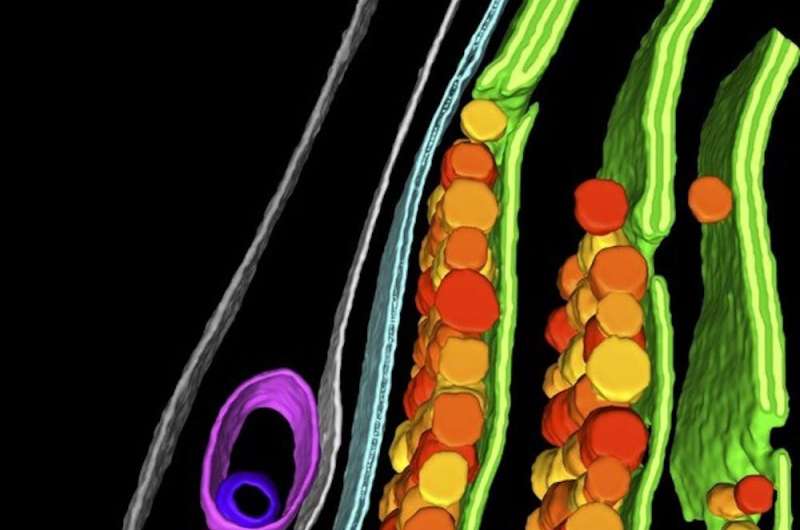 Visualizing the inside of cells at previously impossible resolutions
