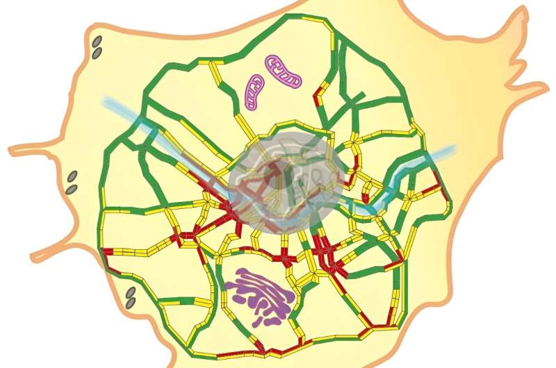 Visualizing “traffic jams” inside living cells