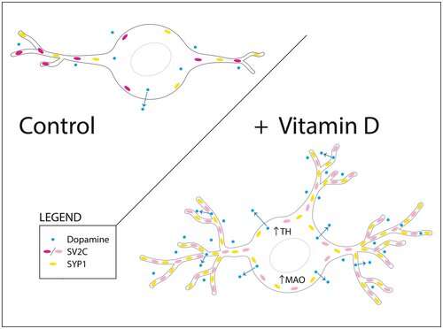 Vitamin D alters developing neurons in the brain's dopamine circuit