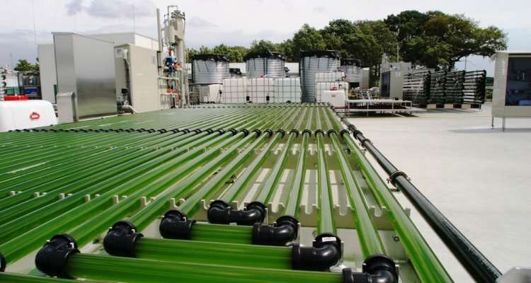Volcanic hot springs microalgae, a promising protein source for the future