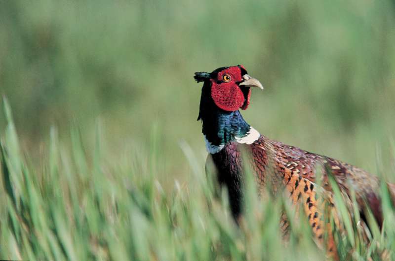 Voluntary UK initiatives to phase out toxic lead shot for pheasant hunting have had little impact