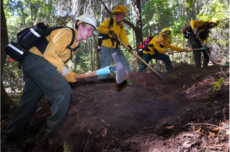 Volunteer crews clear brush around Redwood trees before a prescribed burn at Wilder Ranch State Park near Santa Cruz, California, in October 2023
