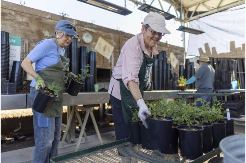 Volunteering in late life may protect the brain against cognitive decline and dementia