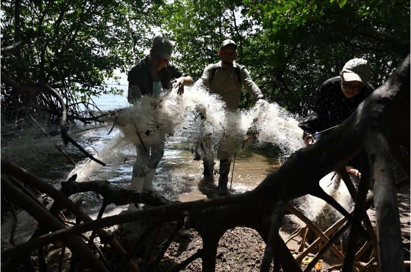 Volunteers pull discarded plastic waste from a mangrove island in the Gulf of Fonseca, waters shared by Honduras, El Salvador an