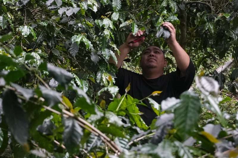 Voyo Yulunana's family turned to cultivating coffee instead of relying on the bamboo shoot harvest
