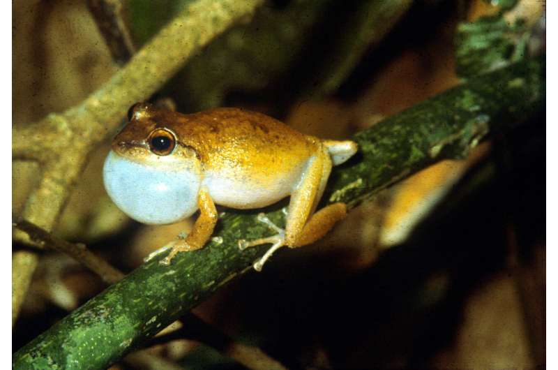 Warmer climate could cause Puerto Rico's frogs to croak #ASA184