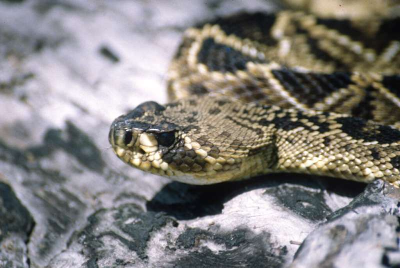 Warmer weather makes venomous snake bites more likely, especially in spring