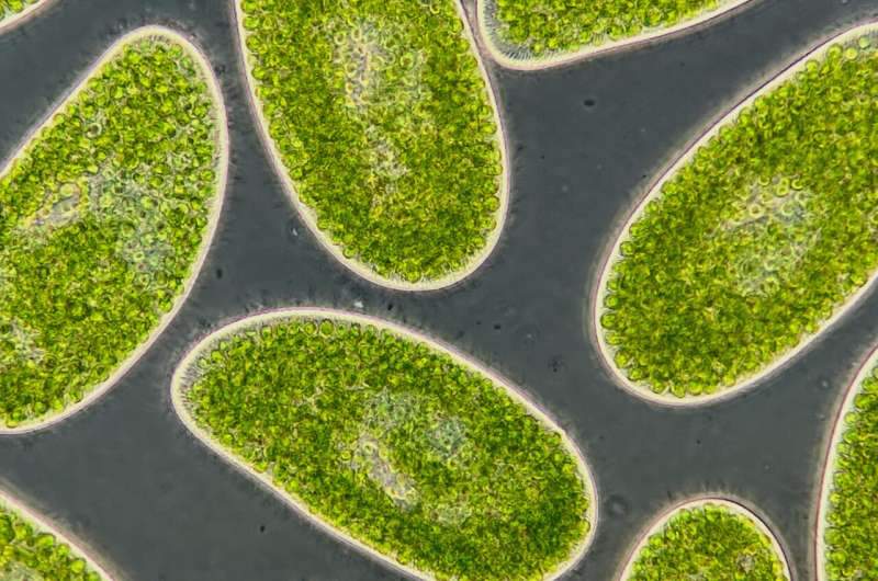 Warming climate could turn ocean plankton microbes into carbon emitters
