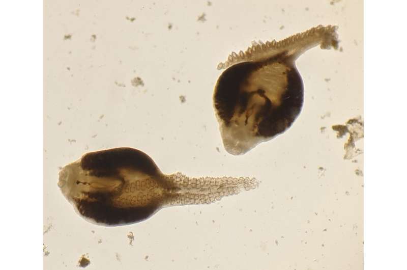 Warming oceans have decimated marine parasites — but that's not a good thing