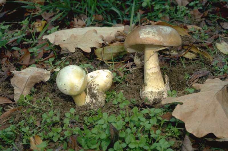 Warning not to pick or eat wild mushrooms because of deadly deathcap mushroom risk