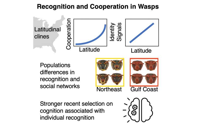 Wasps that recognize faces cooperate more, may be smarter