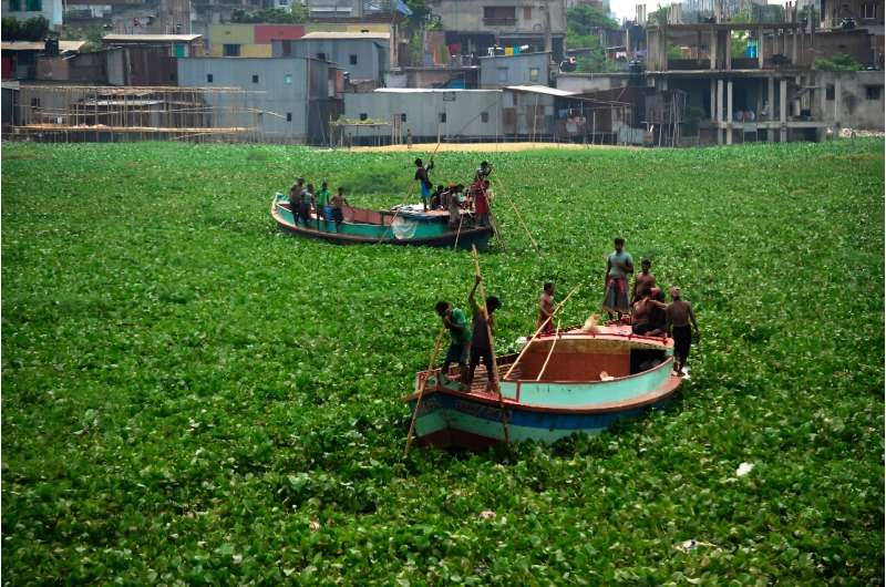 Water hyacinths have clogged waterways across the world