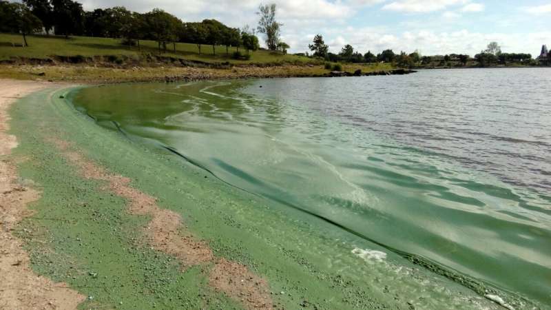 Water temperature doesn't impact blue-green algae blooms