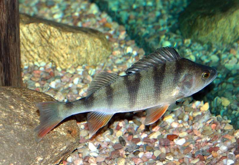Water warming study shows unexpected impact on fish size