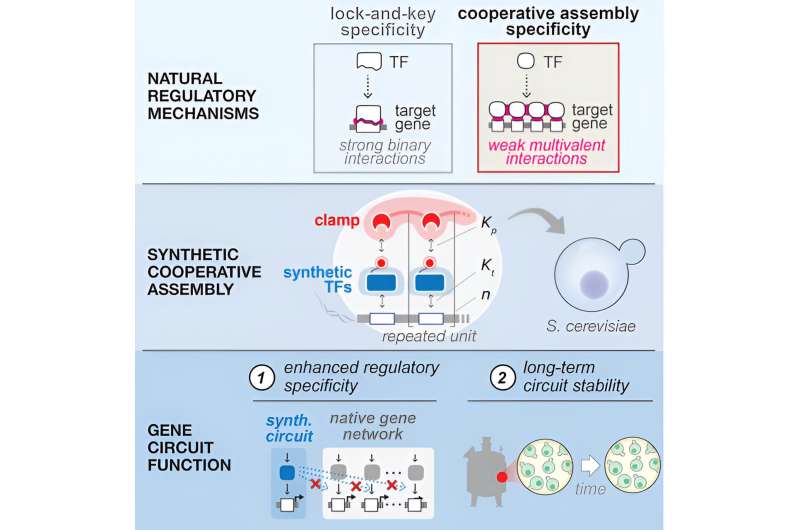Weaker transcription factors are better when they work together