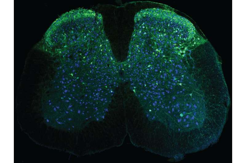 Los microscopios portátiles mejoran las imágenes de la médula espinal en ratones