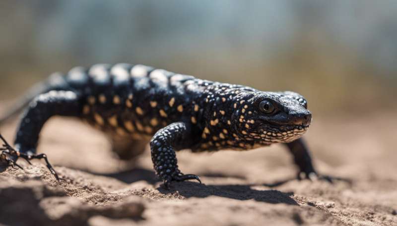 Wegovy was inspired by Gila monster venom—here are some other drugs with surprising origins