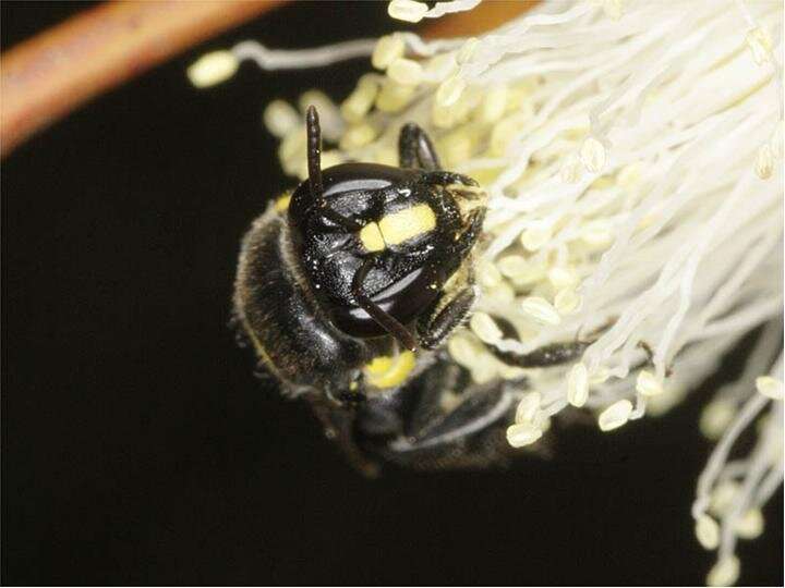 Weird world of Aussie bees: How one species creates gender balance in the nest