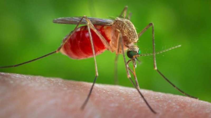 West Nile virus: What you need to know