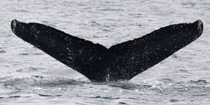 Whale-SETI: groundbreaking encounter with humpback whales reveals potential for nonhuman intelligence communication