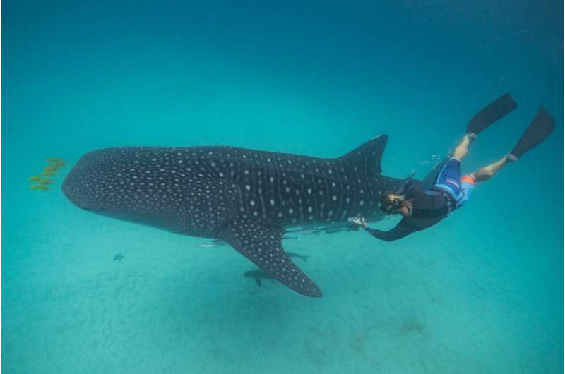 Whale shark health relies on habitat, diet—and the right mix of microbes