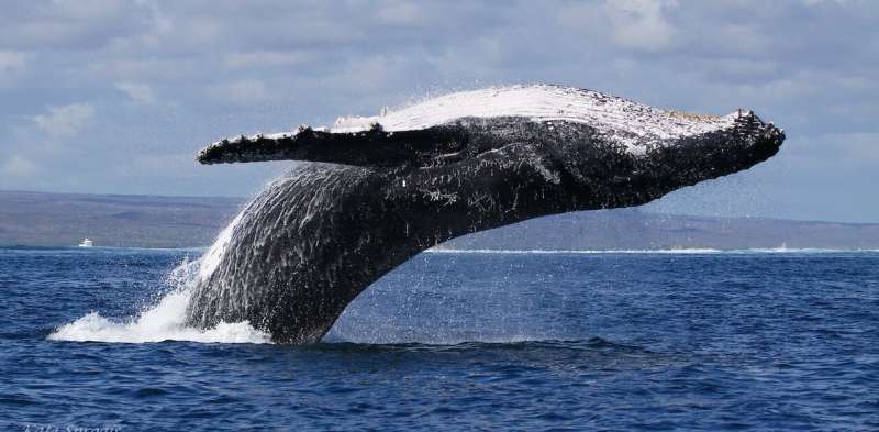 Whale-watching guidelines don't include boat noise. It's time they did