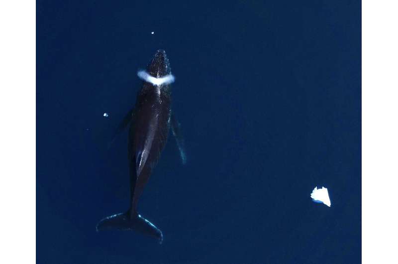 No se debe contar con las ballenas como 'salvadores del clima': estudio