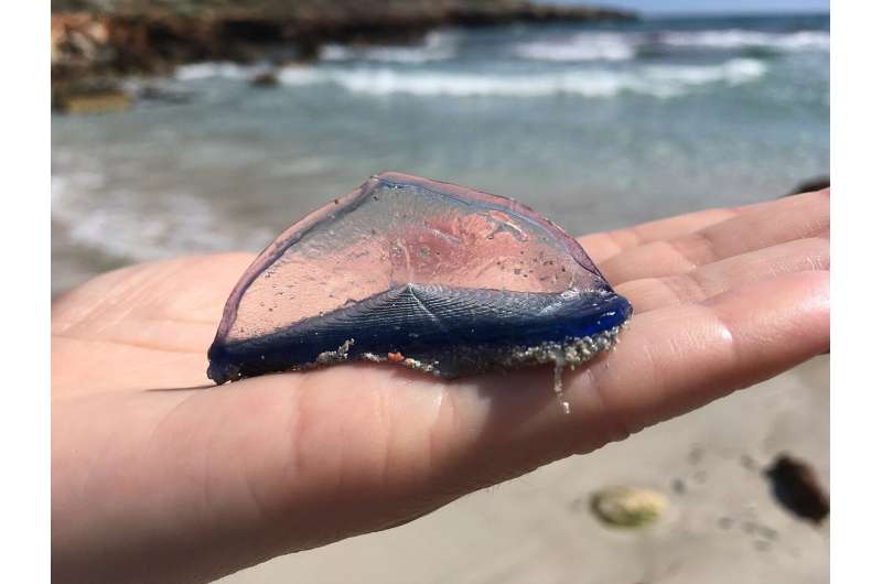 What are these blue creatures washing up on Southern California beaches?