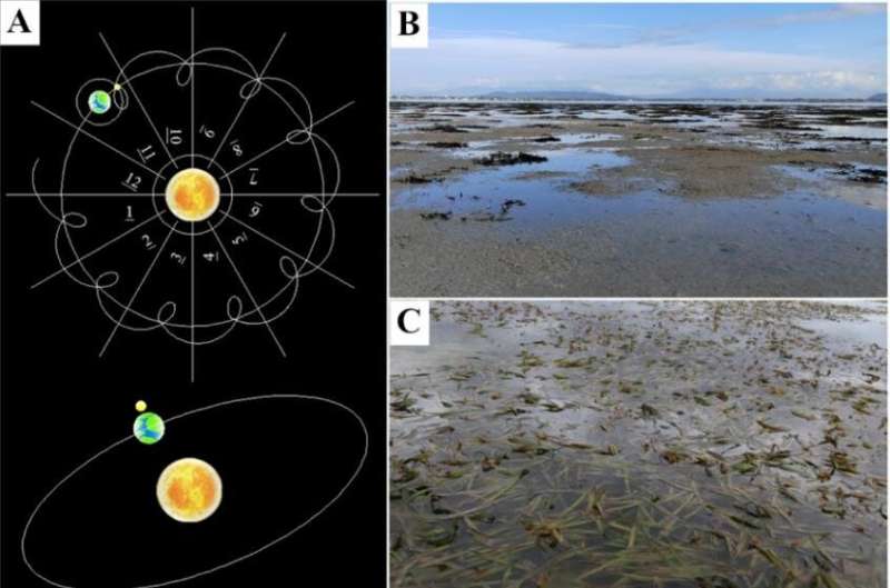 What causes decline of tropical seagrass meadows?