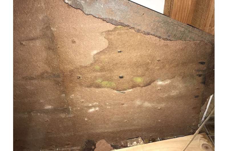 What do the different colours of mould mean in my house?