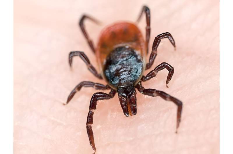What is babesiosis, a tick-borne illness?