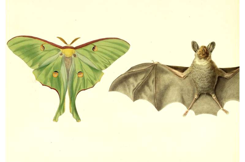 What is it good for? Absolutely one thing. Luna moths use their tails solely for bat evasion