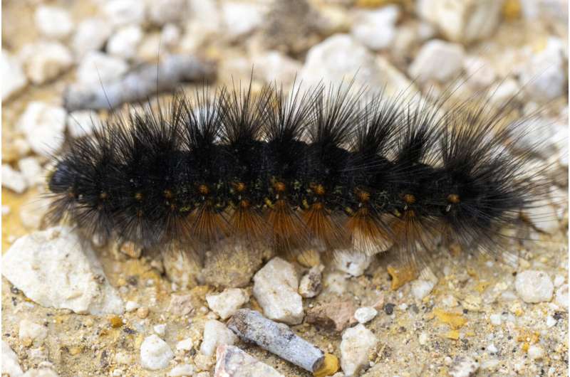 What is that fuzzy black caterpillar?