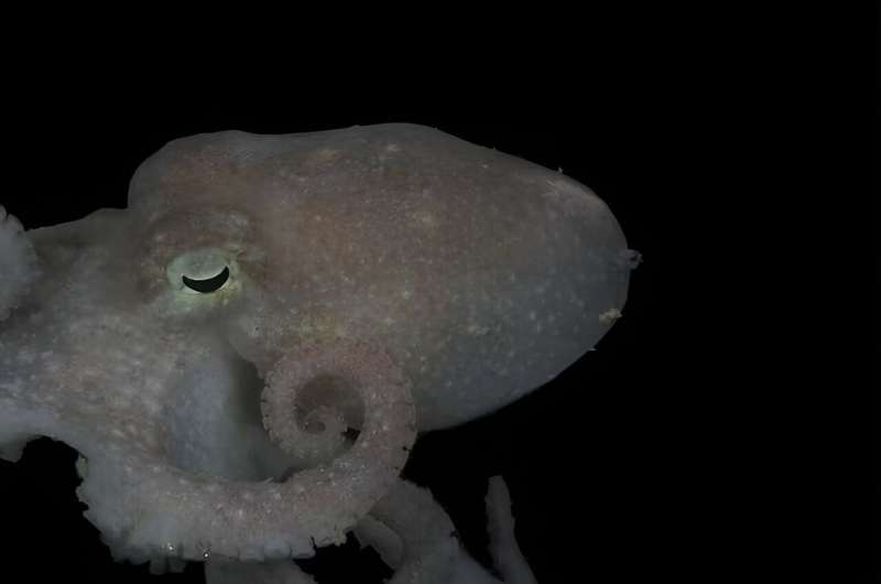 What octopus DNA tells us about Antarctic ice sheet collapse