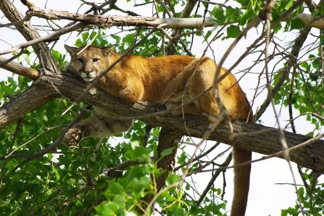 What tracking mountain lions taught me about adaptability