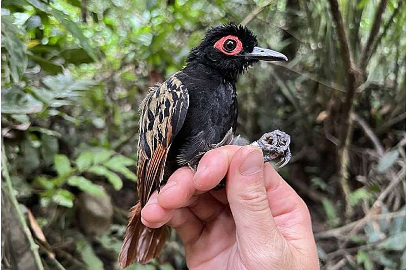 What's behind the toxic levels of mercury in tropical birds? Gold mining, study shows