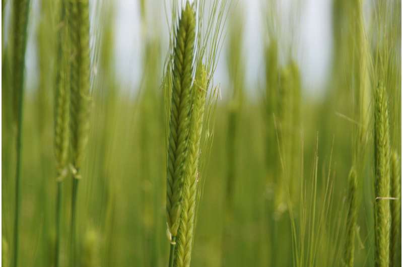 Wheat, einkorn, emmer, spelt: large differences in protein composition