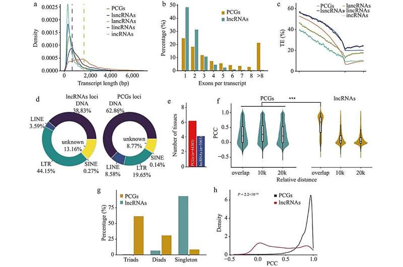Μακρά μη κωδικοποιητικά RNA στο σιτάρι αποκαλύφθηκαν: ένα άλμα στην κατανόηση της ανάπτυξης των κόκκων