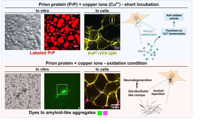 When physics meets biology: prion protein orchestrates liquid-liquid phase separation with copper