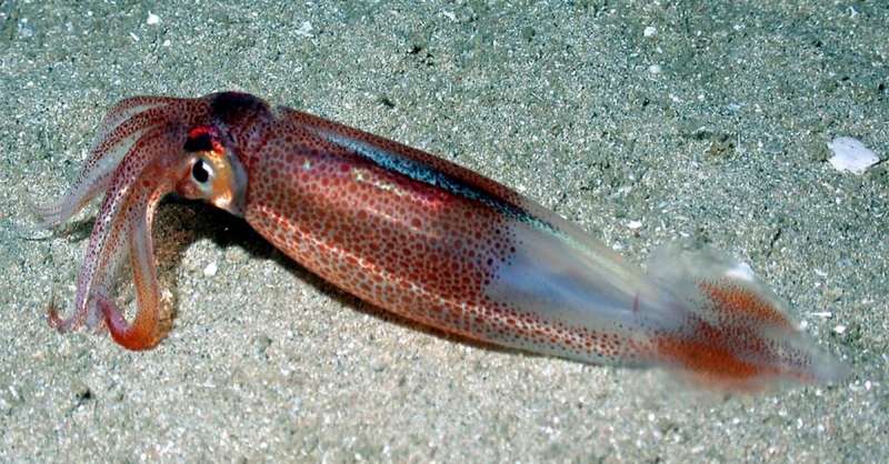 When water temperatures change, the molecular motors of cephalopods do too