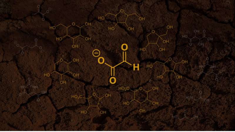 Where did the first sugars come from?