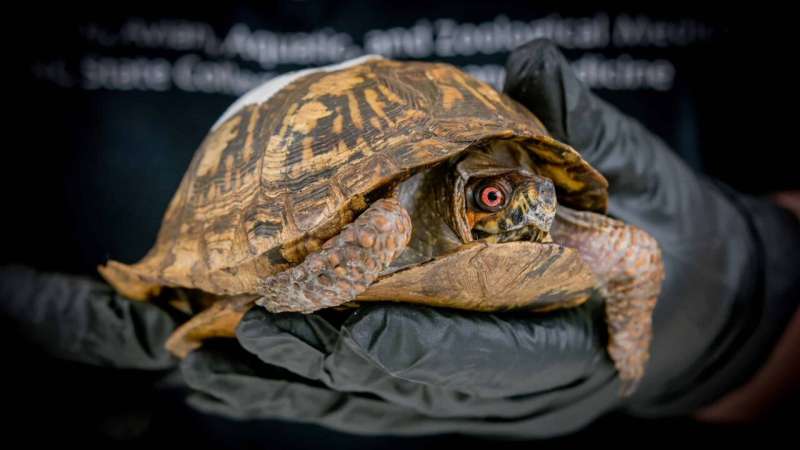 Where do rehabbed turtles go?