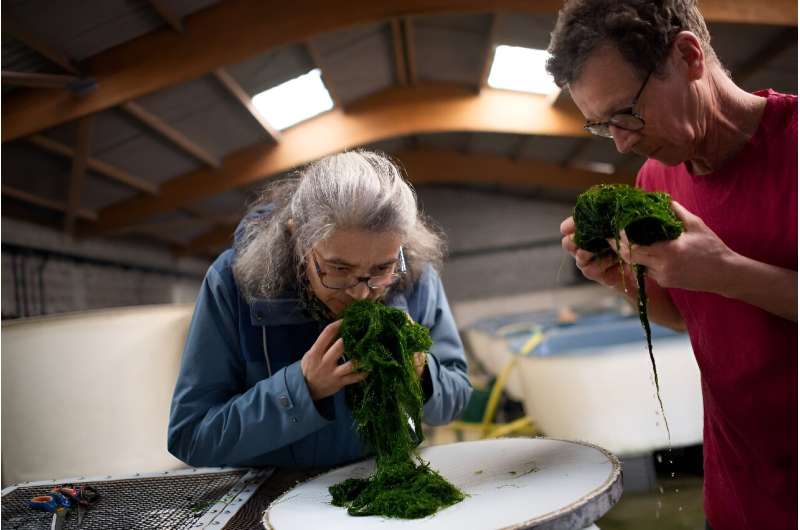 While seaweed is a staple in Japan, it has long been shunned by traditional Western diets