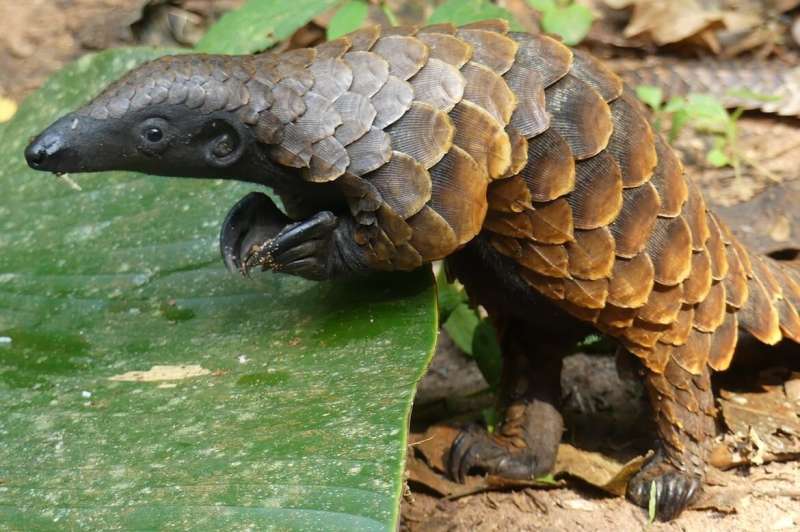 White-bellied pangolins have second-most chromosomes among mammals