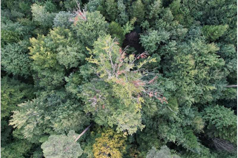 Why are forests turning brown in summer?