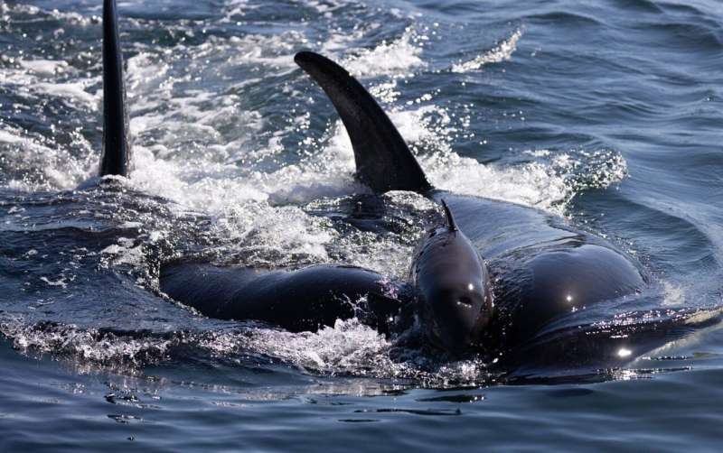 Why are killer whales harassing and killing porpoises without eating them?